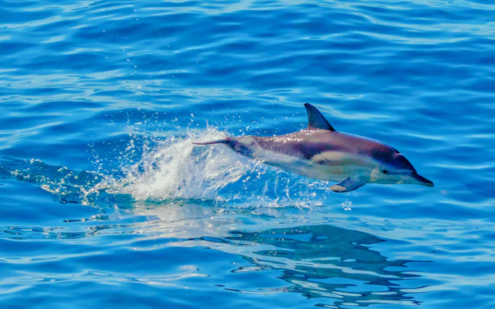 Dolphin leaping from the water during Auckland Tikapa Moana cruise.