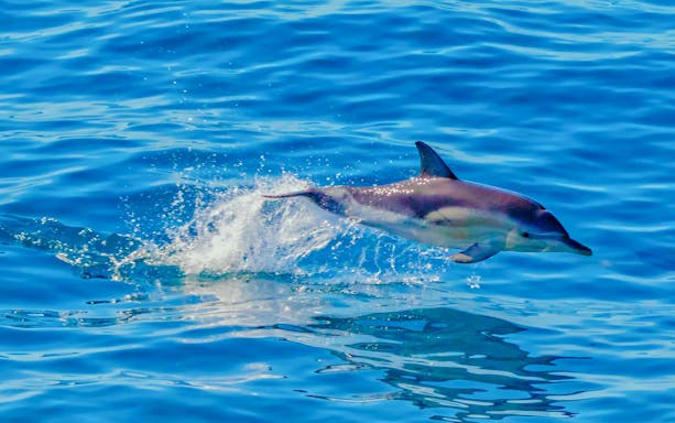 Dolphin leaping from the water during Auckland Tikapa Moana cruise.