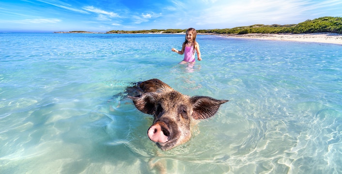 Nassau Swim with Pigs