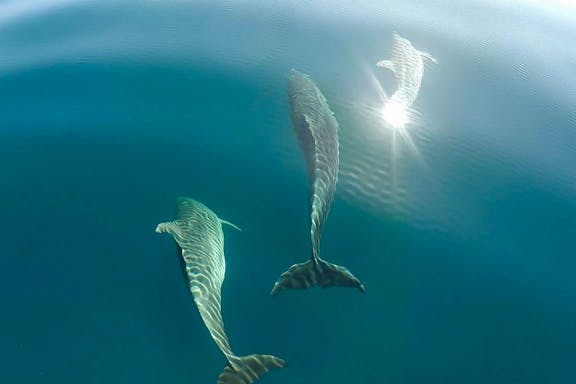 sailboat excursion to asinara national park from stintino-6