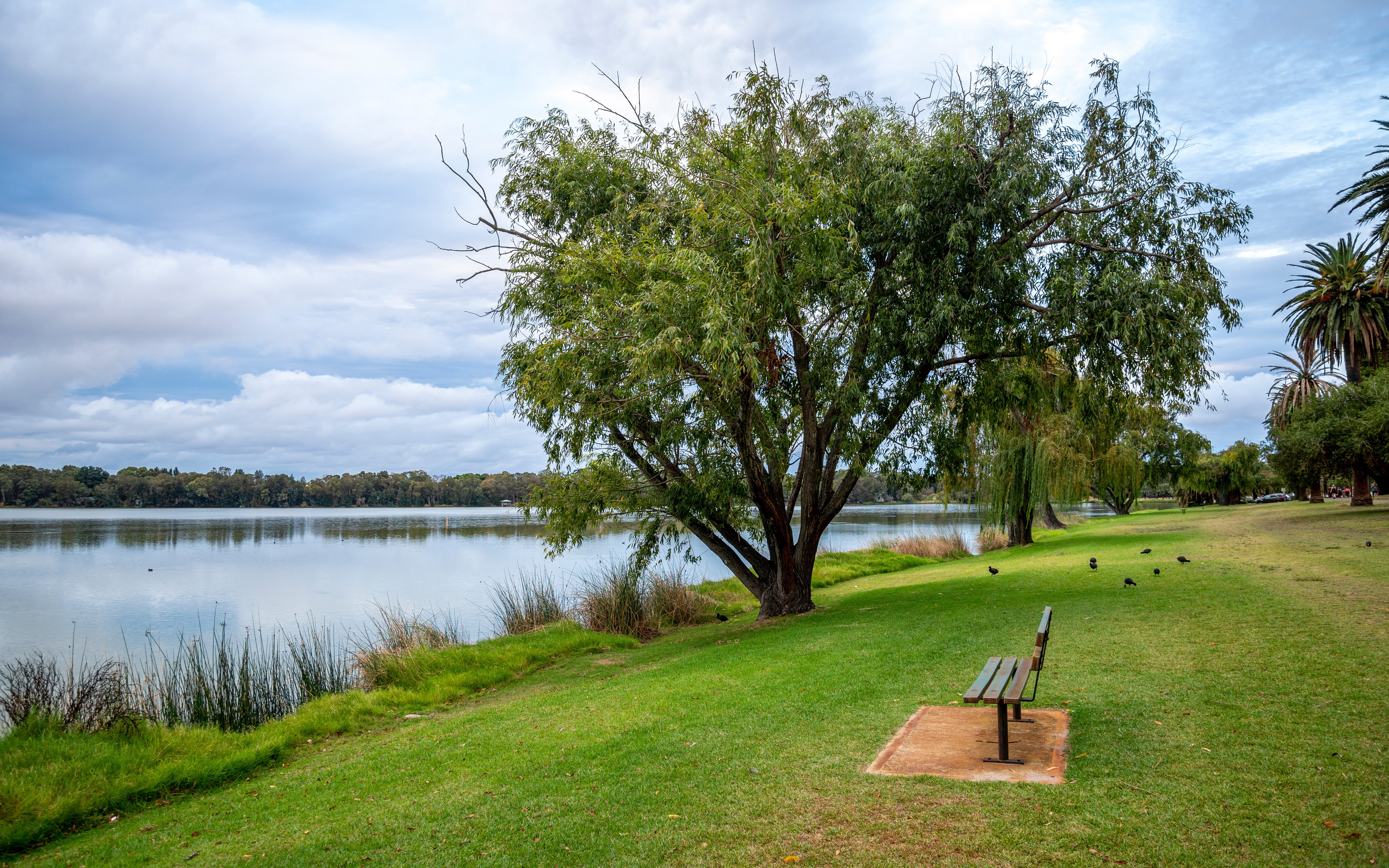 Serene Lakeside Park Scene Featuring a Bench, Large Tree, and Calm Water of Lake Monger, Perth
