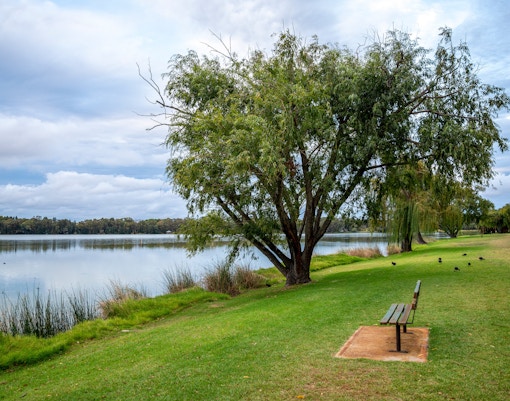 Serene Lakeside Park Scene Featuring a Bench, Large Tree, and Calm Water of Lake Monger, Perth