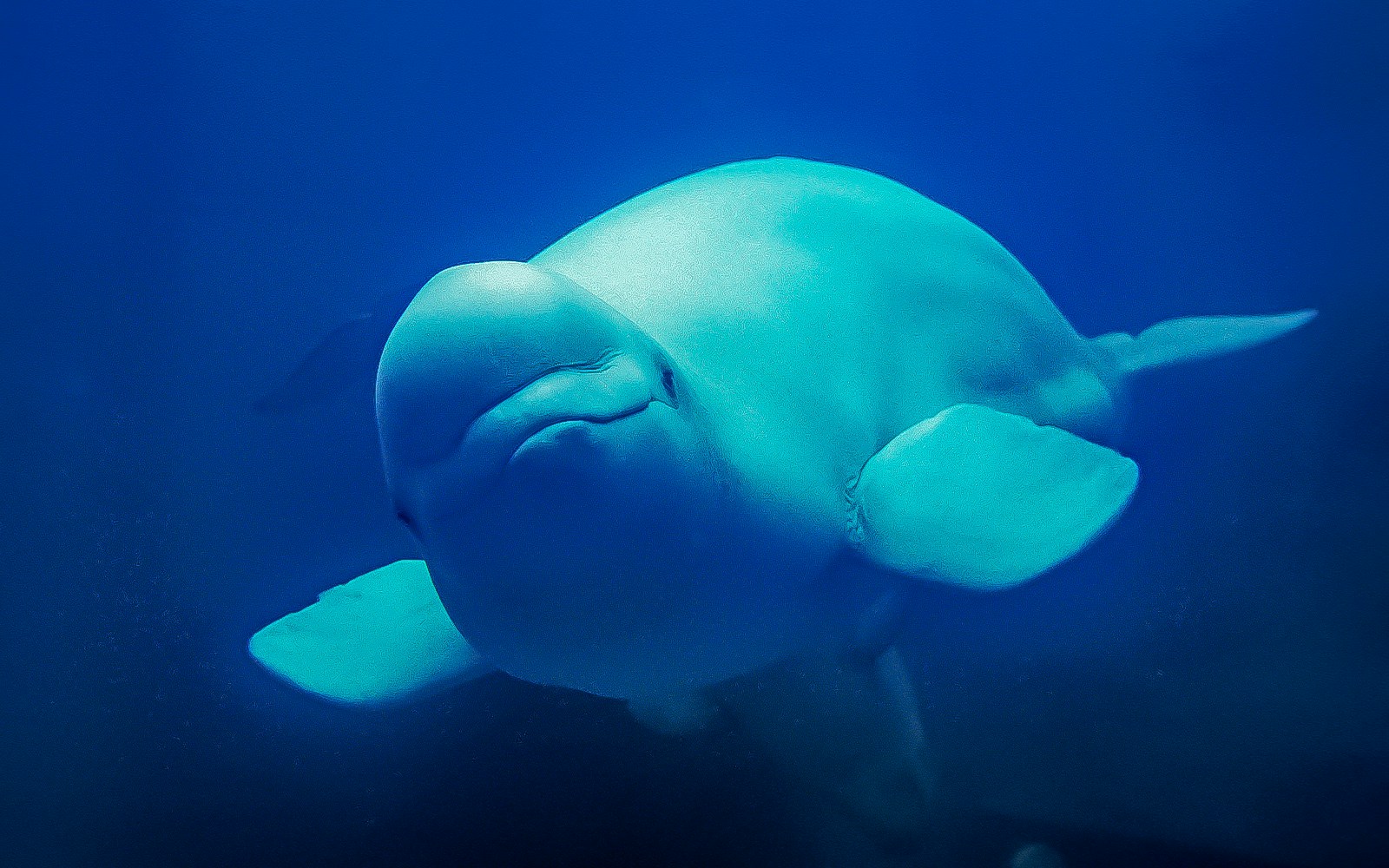 Beluga whales swimming in Oceanografic Valencia habitats.