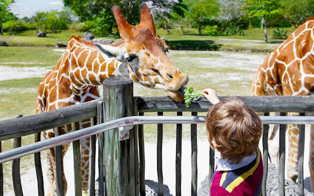 Child feeding a giraffe at a wildlife park in Nairobi, Kenya.