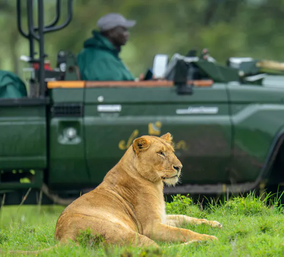 Lioness resting beside safari truck in Masai Mara, Kenya.