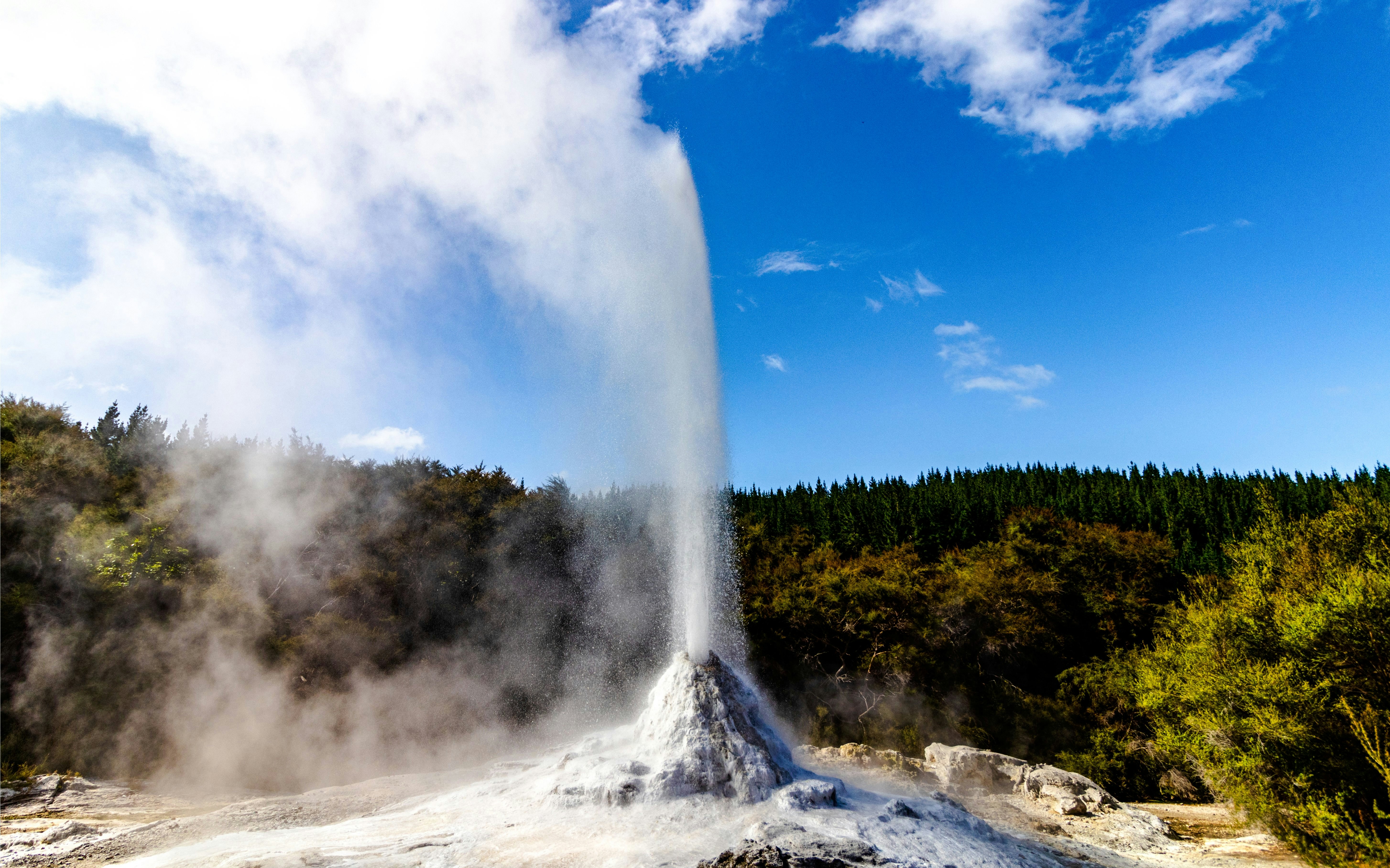 Lady Knox Geyser erupting in Rotorua, New Zealand with forest backdrop.