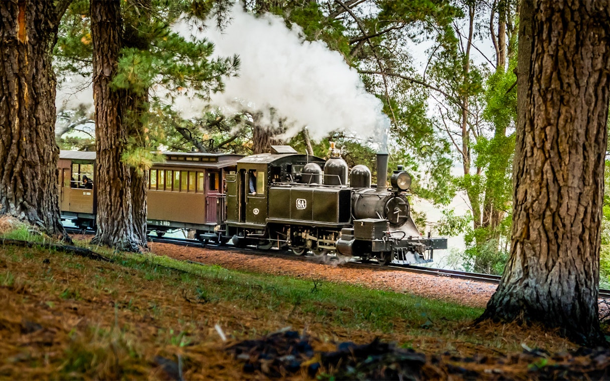 Puffing Billy steam train travels through pine trees near Melbourne.