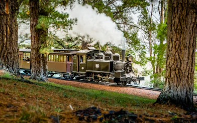 Puffing Billy steam train travels through pine trees near Melbourne.