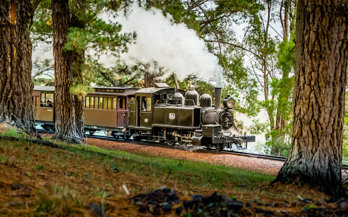 Puffing Billy steam train travels through pine trees near Melbourne.