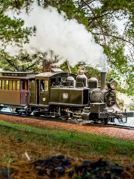 Puffing Billy steam train travels through pine trees near Melbourne.