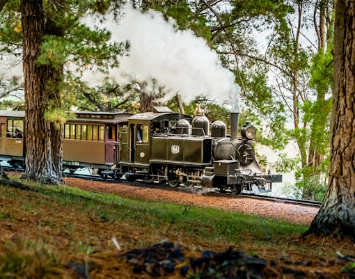 Puffing Billy steam train travels through pine trees near Melbourne.