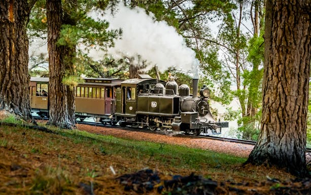 Puffing Billy steam train travels through pine trees near Melbourne.