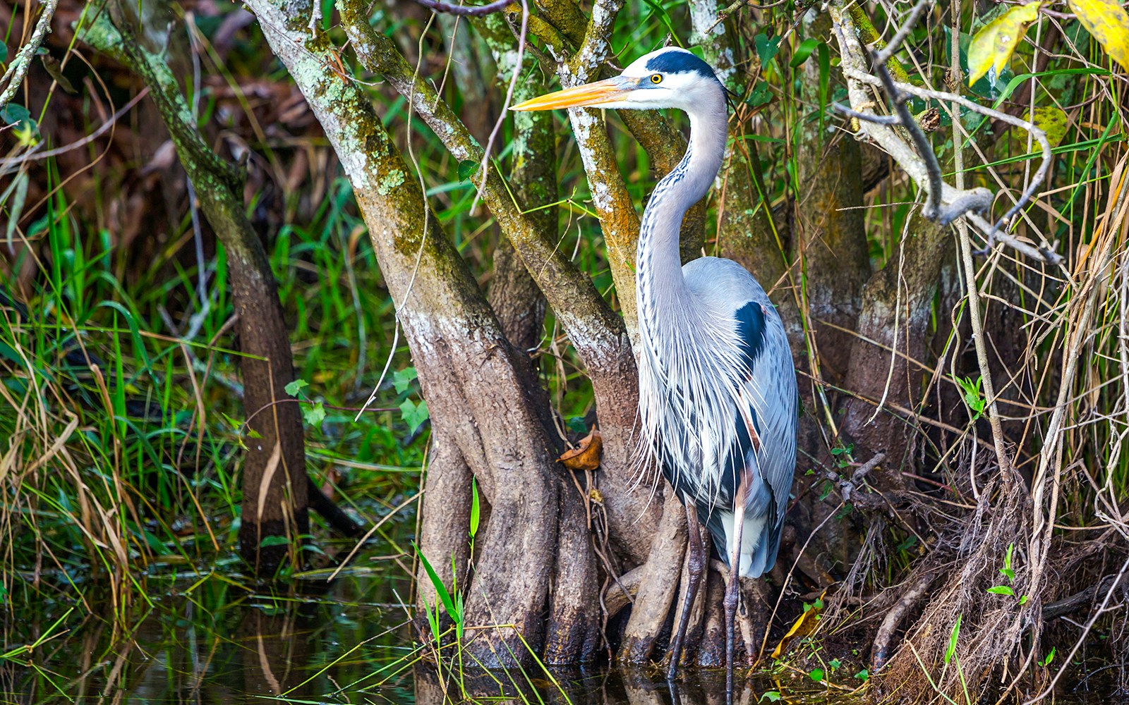 Blue Heron standing among trees during National Park airboat tour.