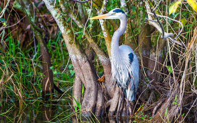 Blue Heron standing among mangrove roots during National Park airboat tour.