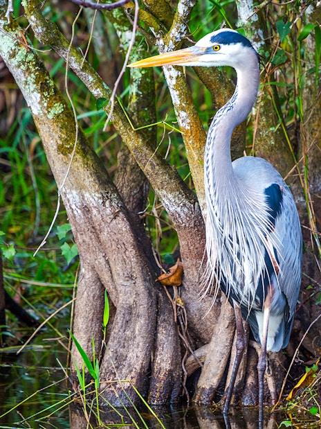 Blue Heron standing among mangrove roots during National Park airboat tour.