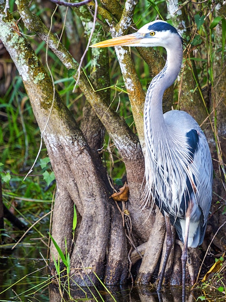 Blue Heron standing among mangrove roots during National Park airboat tour.