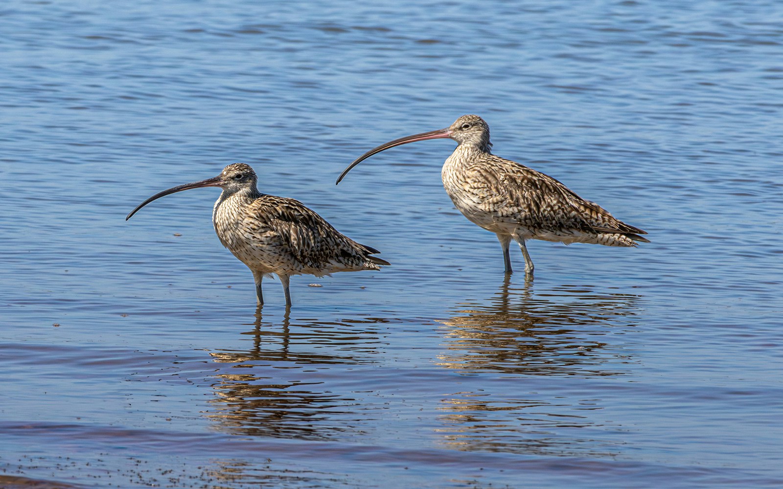 Eastern Curlews wading in shallow water, showcasing migratory bird behavior.