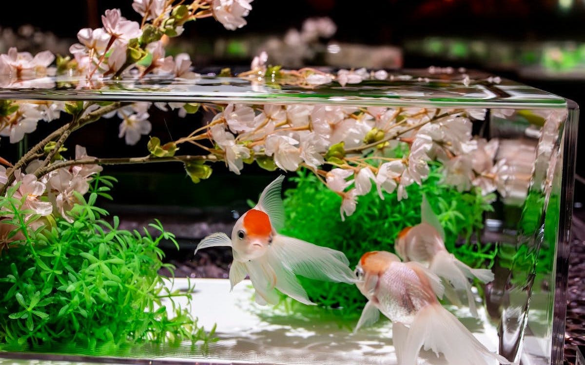 Goldfish swimming in a glass tank with cherry blossoms at Art Aquarium Museum GINZA.