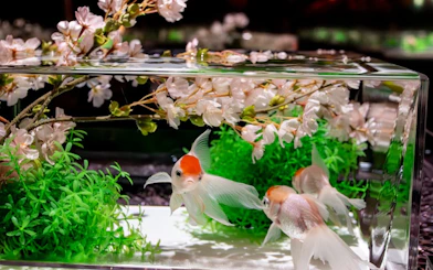 Goldfish swimming in a glass tank with cherry blossoms at Art Aquarium Museum GINZA.