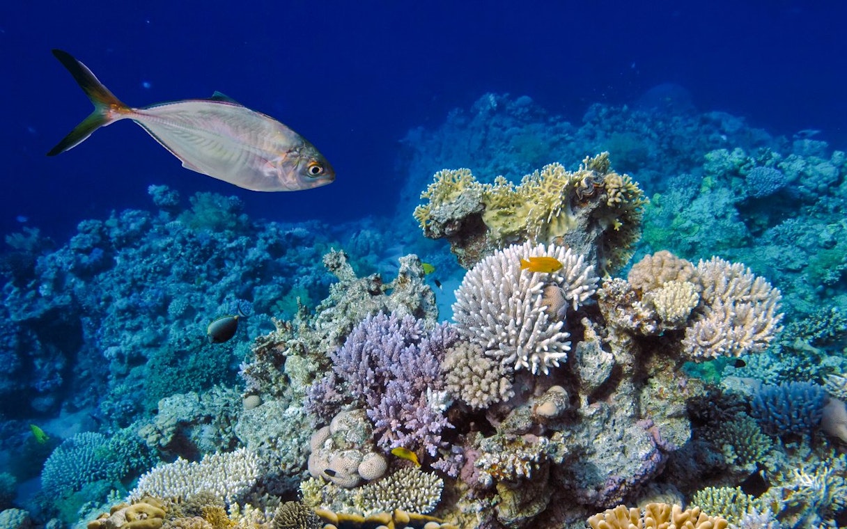 Underwater coral reef with small fish, Red Sea, Hurghada Dolphin Watching Boat Tour.