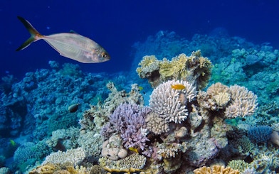 Underwater coral reef with small fish, Red Sea, Hurghada Dolphin Watching Boat Tour.