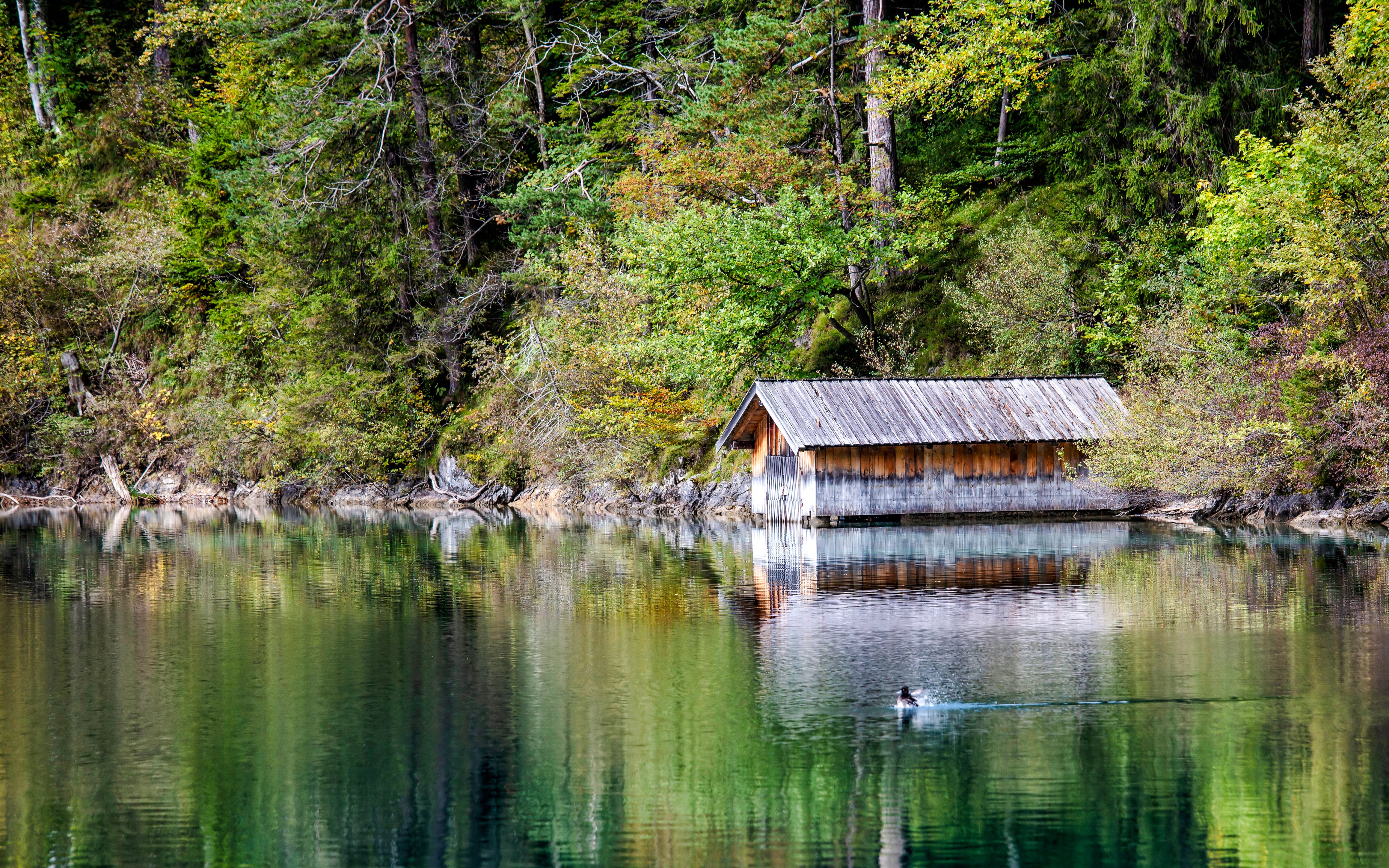 Boathouse by Schwansee with a duck swimming in the lake, surrounded by lush forest.