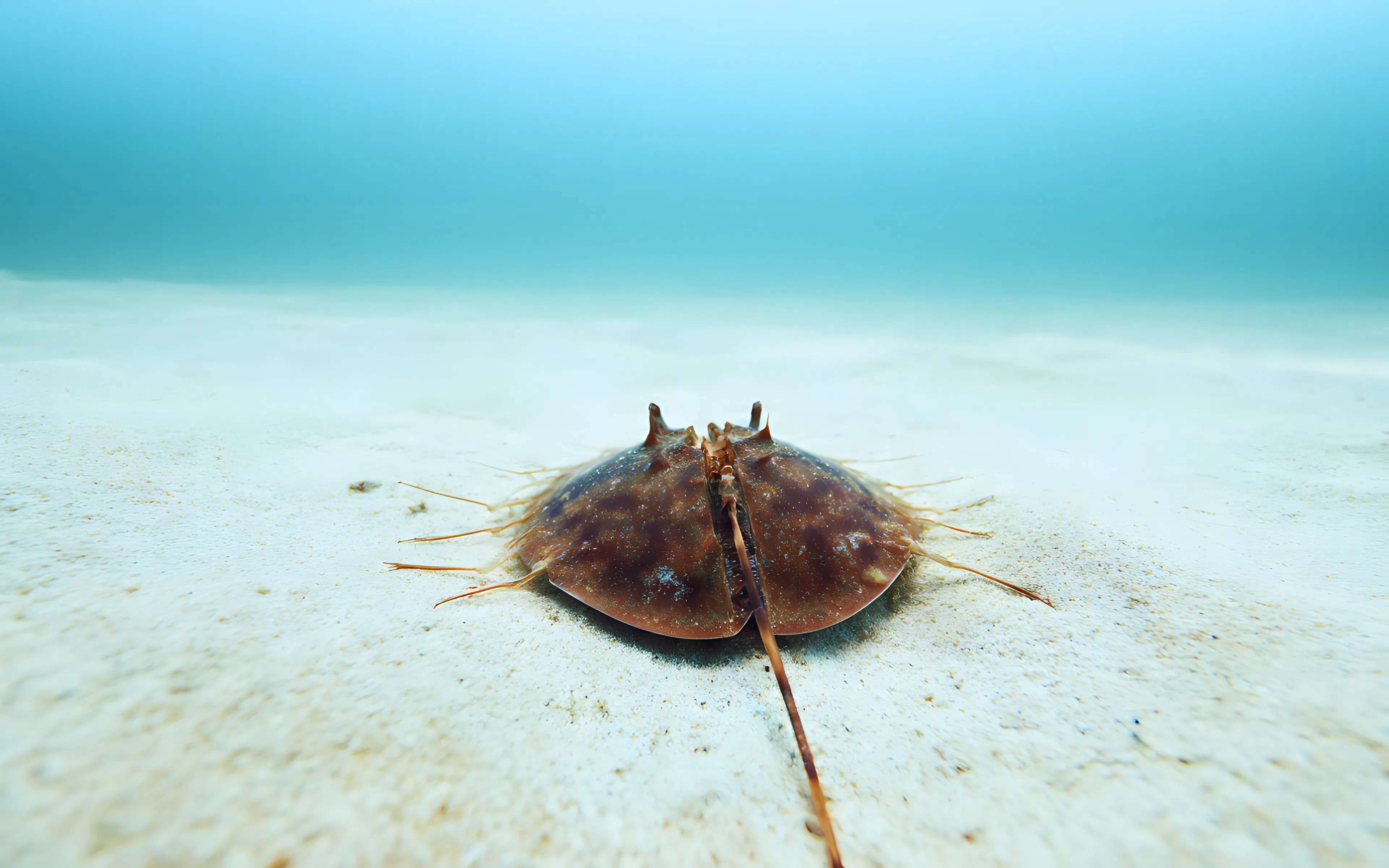 Horseshoe crab on sandy ocean floor in clear blue water.