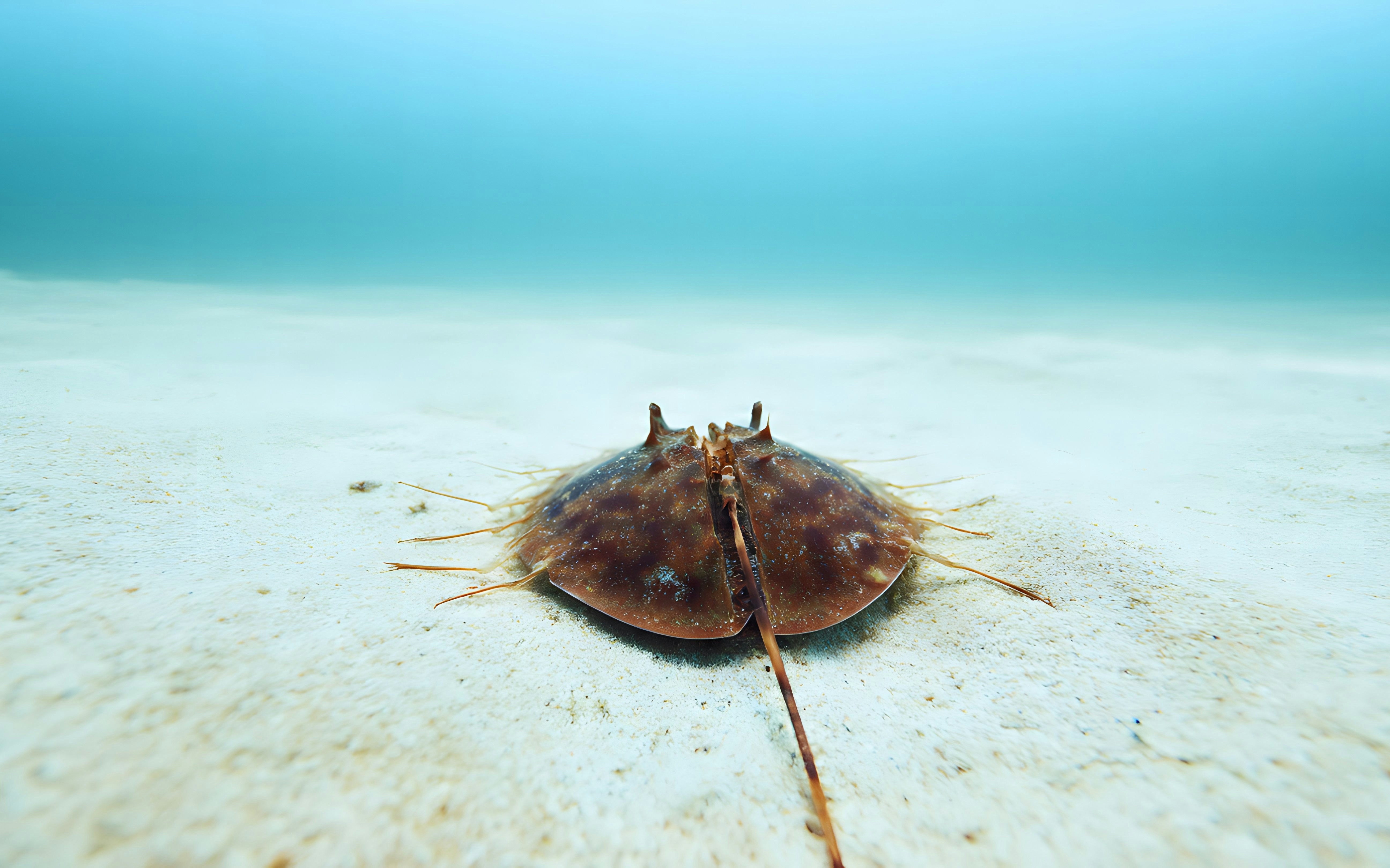 Horseshoe crab on sandy ocean floor in clear blue water.
