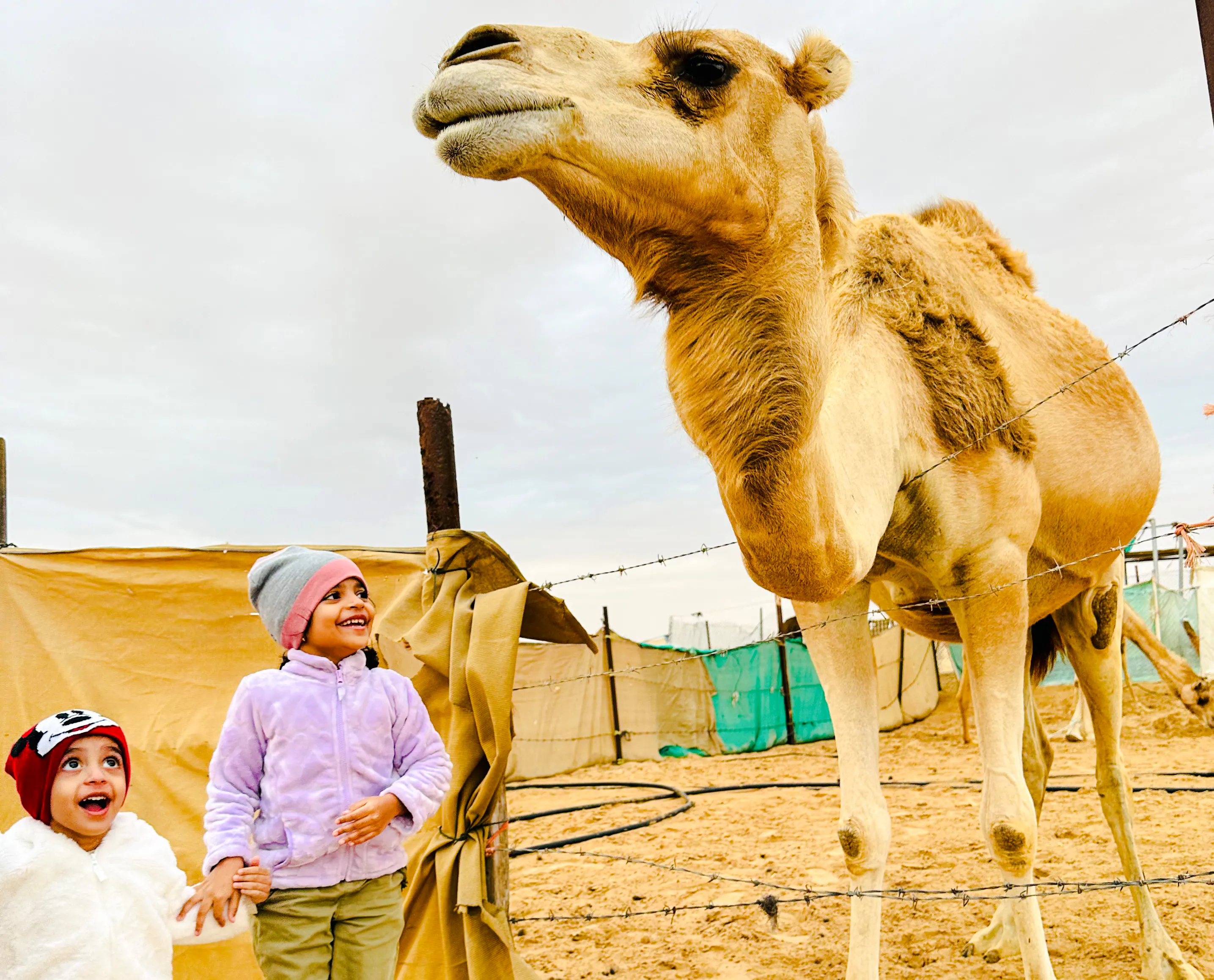 Children interacting with a camel during a morning desert safari in Abu Dhabi.