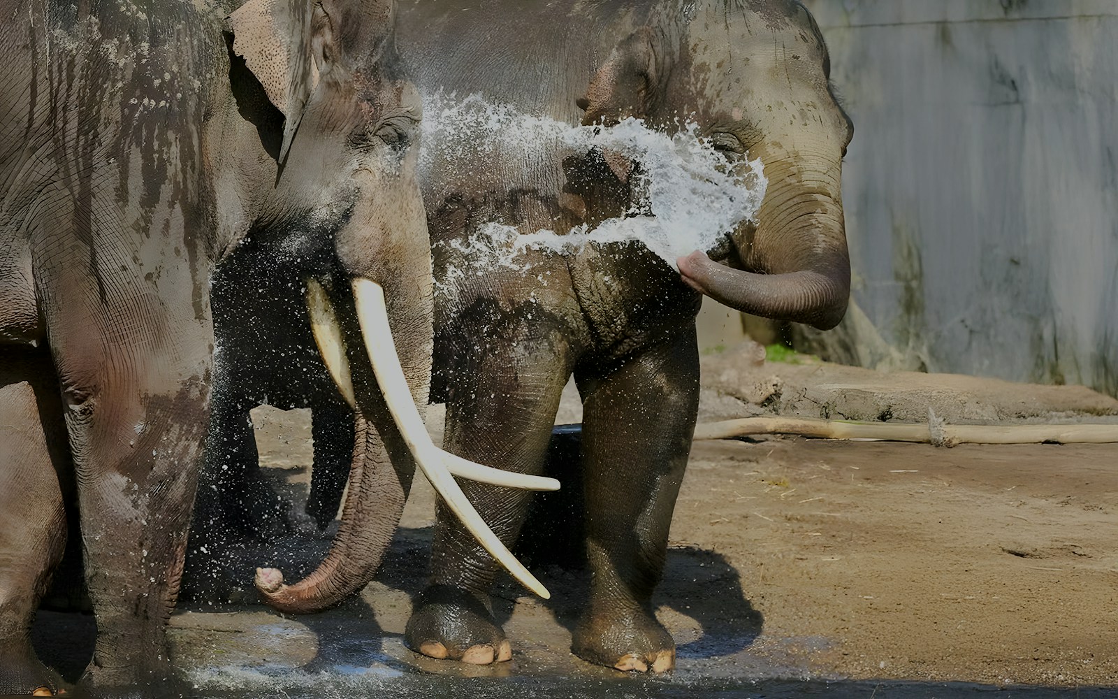 Asiatic elephants spraying water with trunks in a playful interaction.