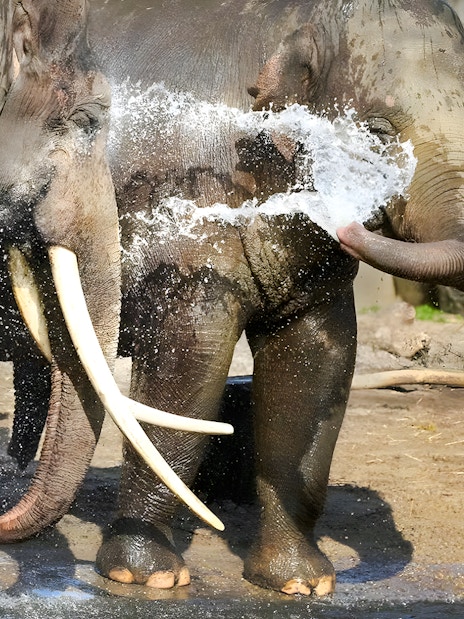 Asiatic elephants spraying water with trunks in a playful interaction.