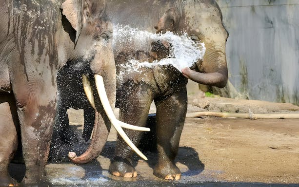 Asiatic elephants spraying water with trunks in a playful interaction.