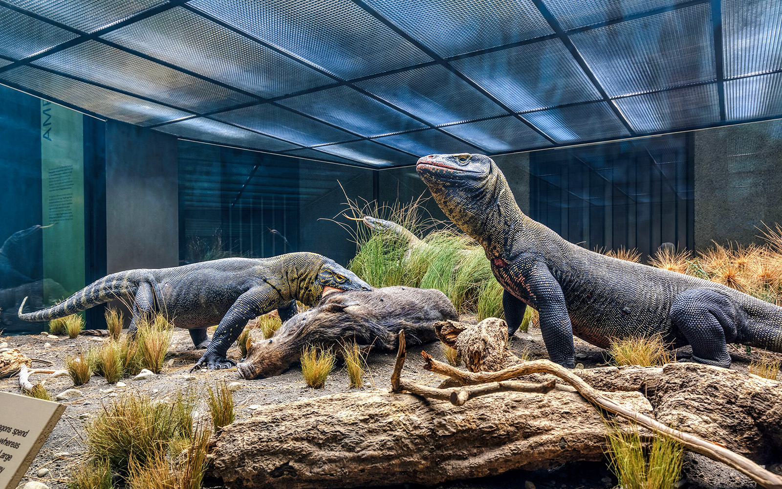 Komodo dragons in the American Museum of Natural History Hall of Reptiles exhibit.