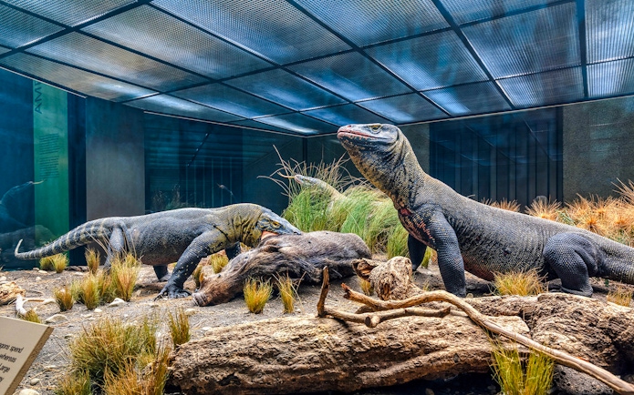 Komodo dragons in the American Museum of Natural History Hall of Reptiles exhibit.