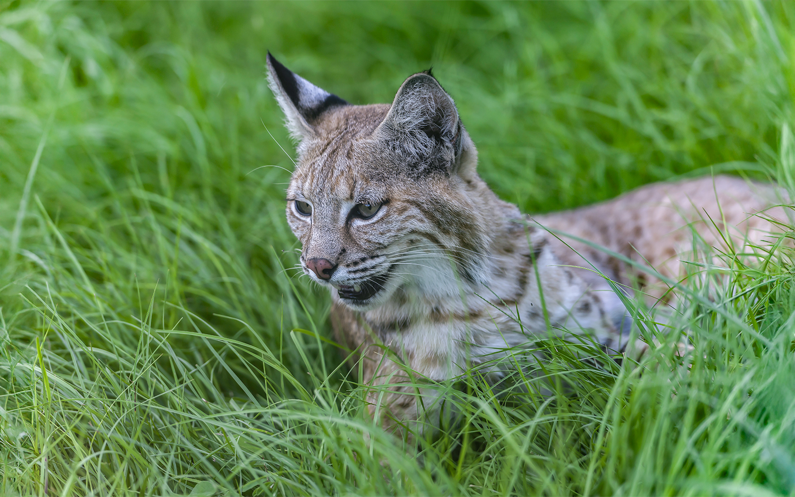 Bobcat resting on green grass in the Everglades, Florida.