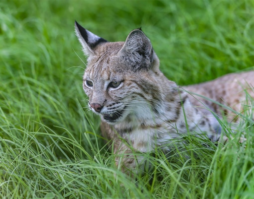 Bobcat resting on green grass in the Everglades, Florida.