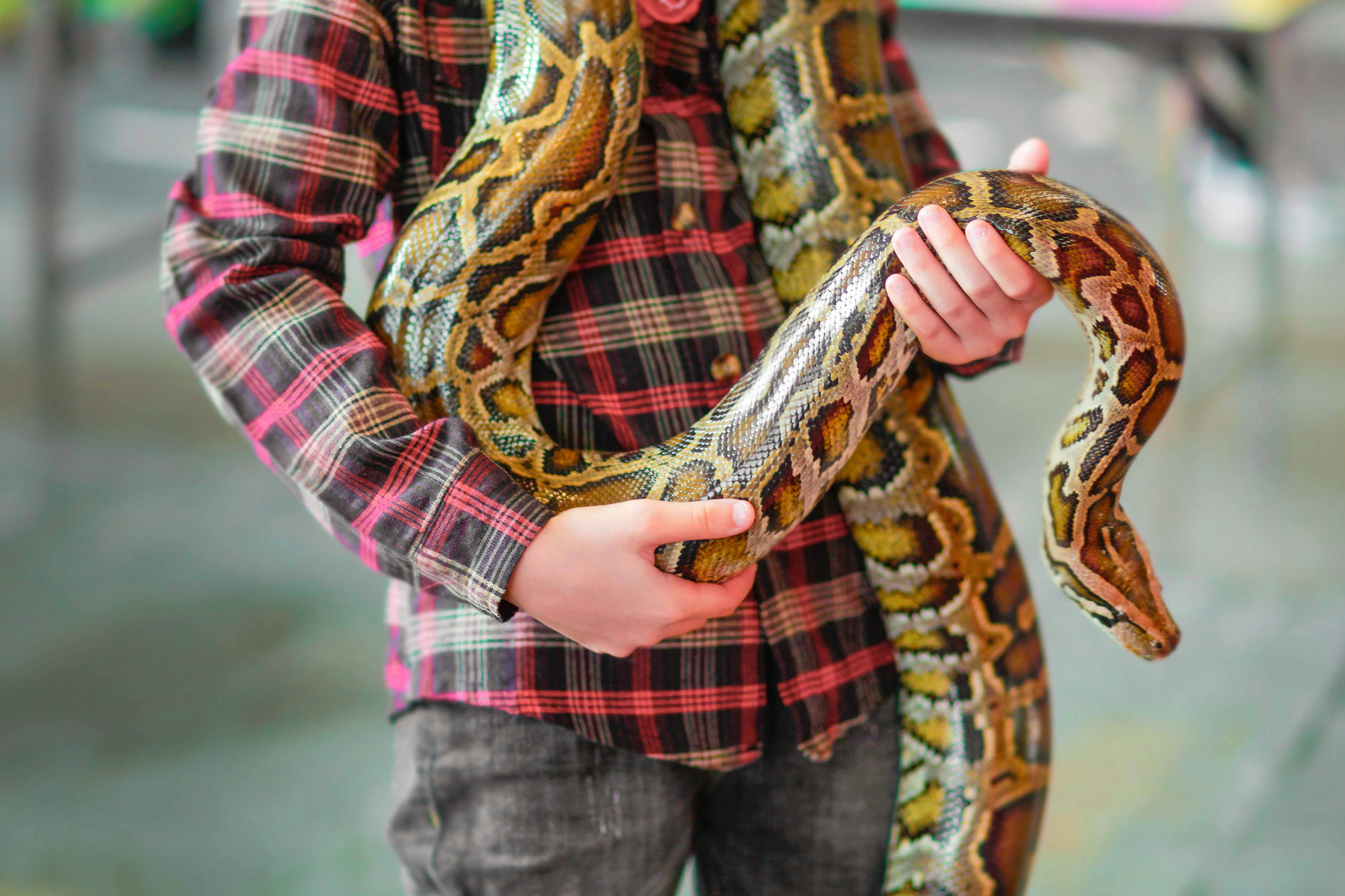 Snakes at Gatorland