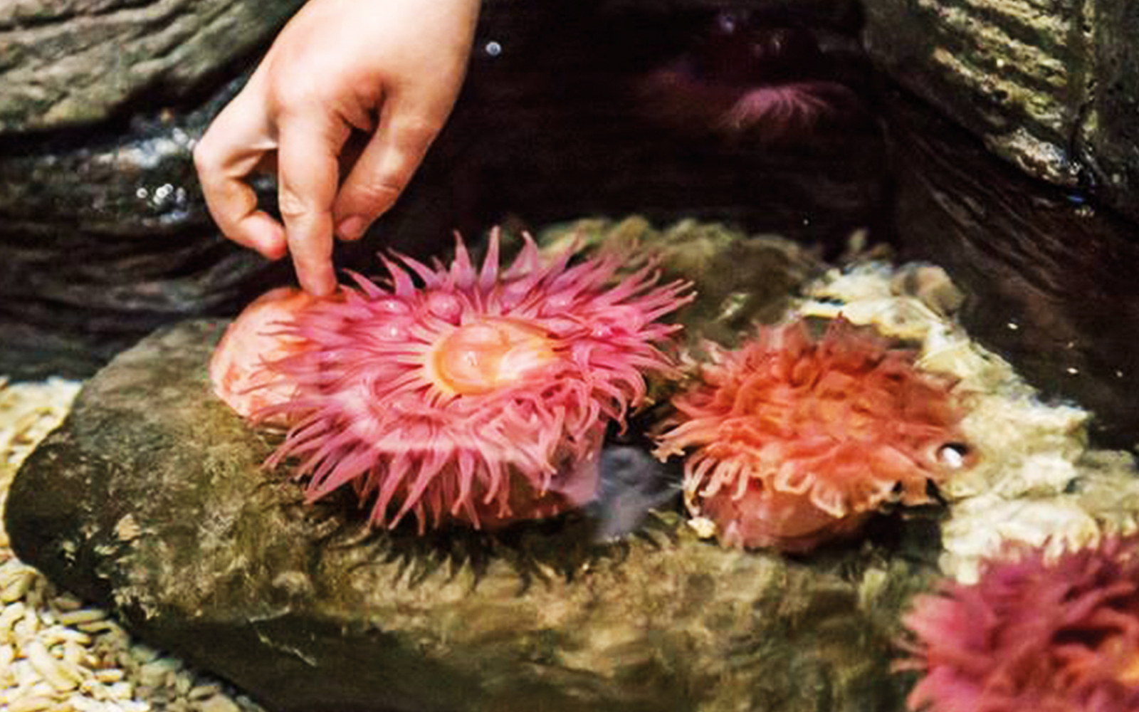 Rockpool revelation at SEA LIFE Timmendorfer Strand