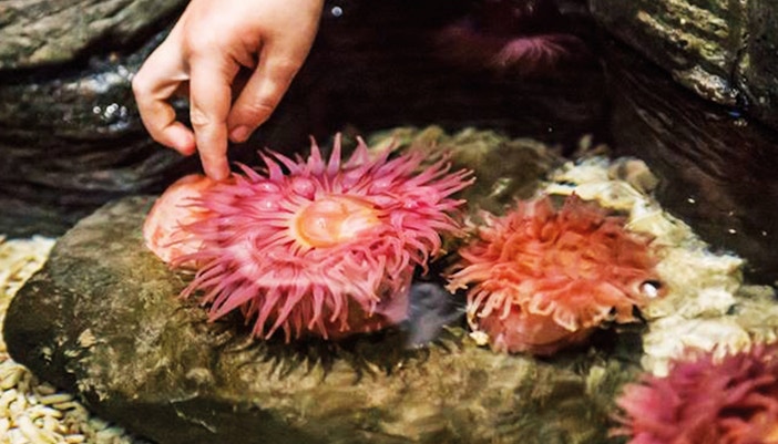 Rockpool revelation at SEA LIFE Timmendorfer Strand