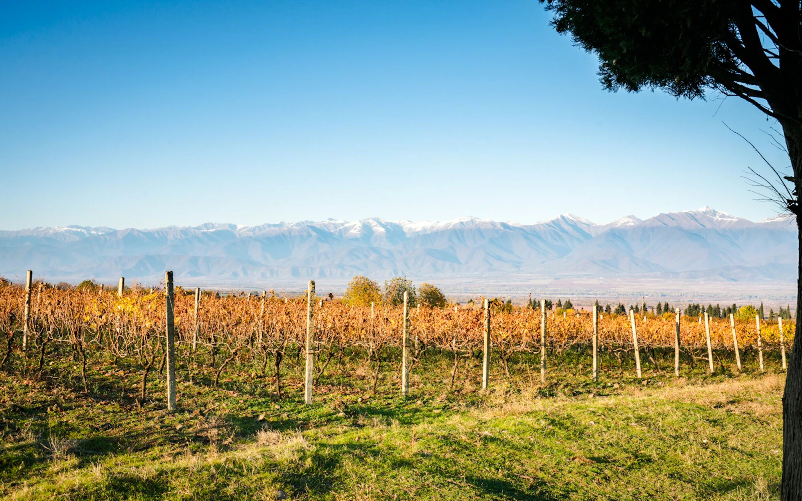 From Tbilisi: Kakheti Region and Sighnaghi Day Trip with Wine Tastings Image 2