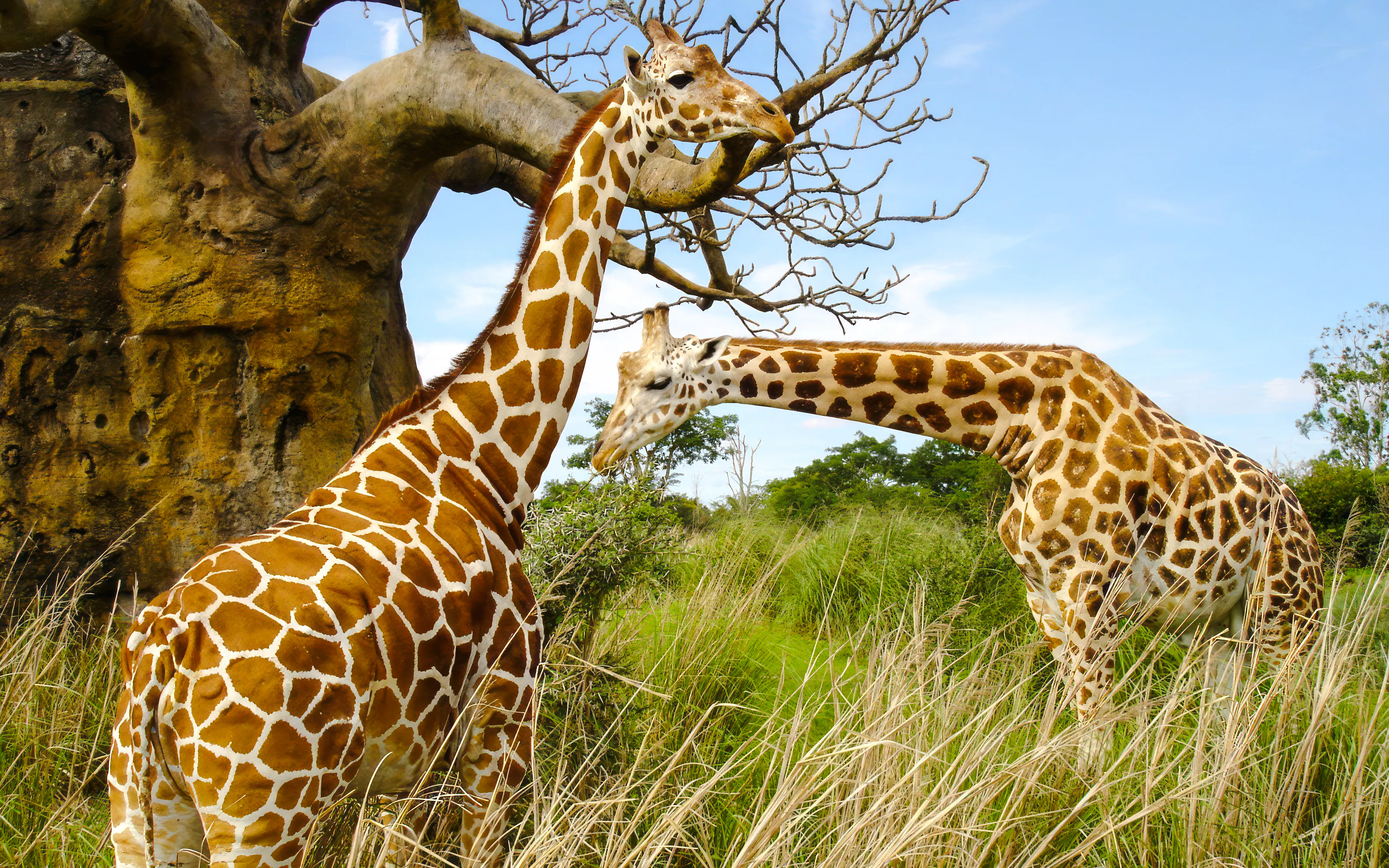 Giraffes grazing near a baobab tree in Serengeti National Park, Tanzania.