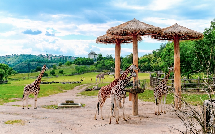 Giraffes feeding under thatched shelters at Prague Zoo with scenic landscape.