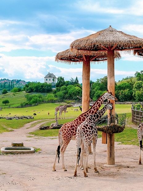 Giraffes feeding under thatched shelters at Prague Zoo with scenic landscape.