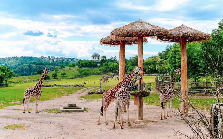 Prague Zoo Tickets Headout prague-zoo-tickets-headout
