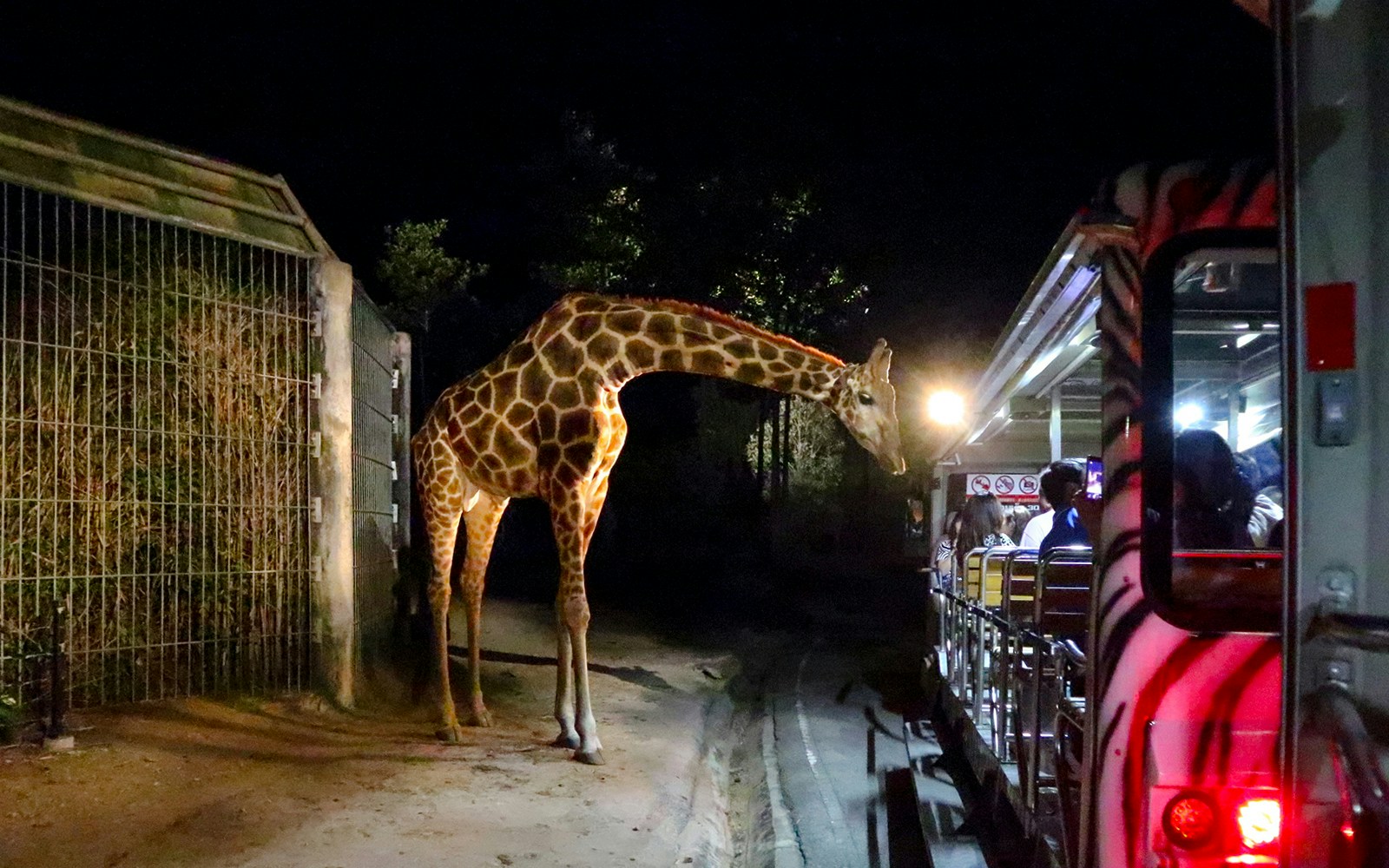 Chiang Mai Night Safari Park