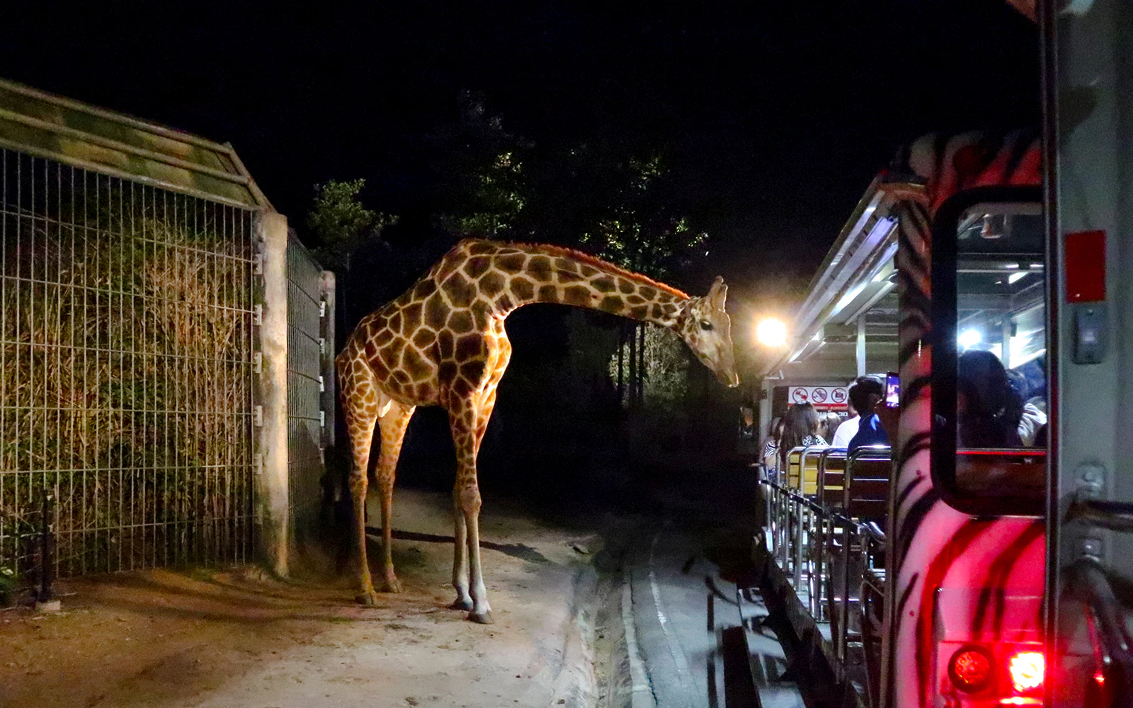 Chiang Mai Night Safari Park