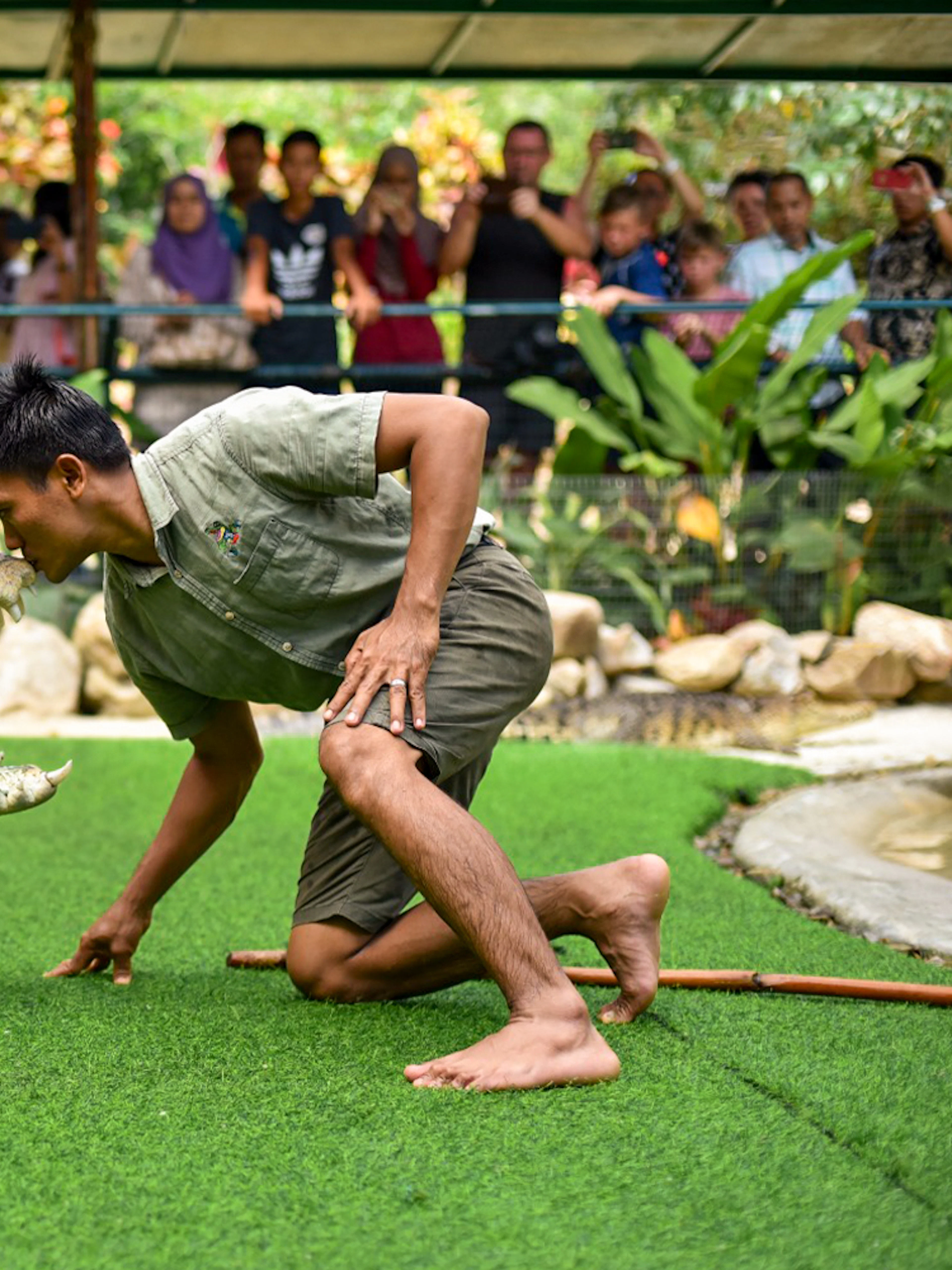 Trainer interacting with a crocodile at Crocodile Adventureland Langkawi, with visitors watching.