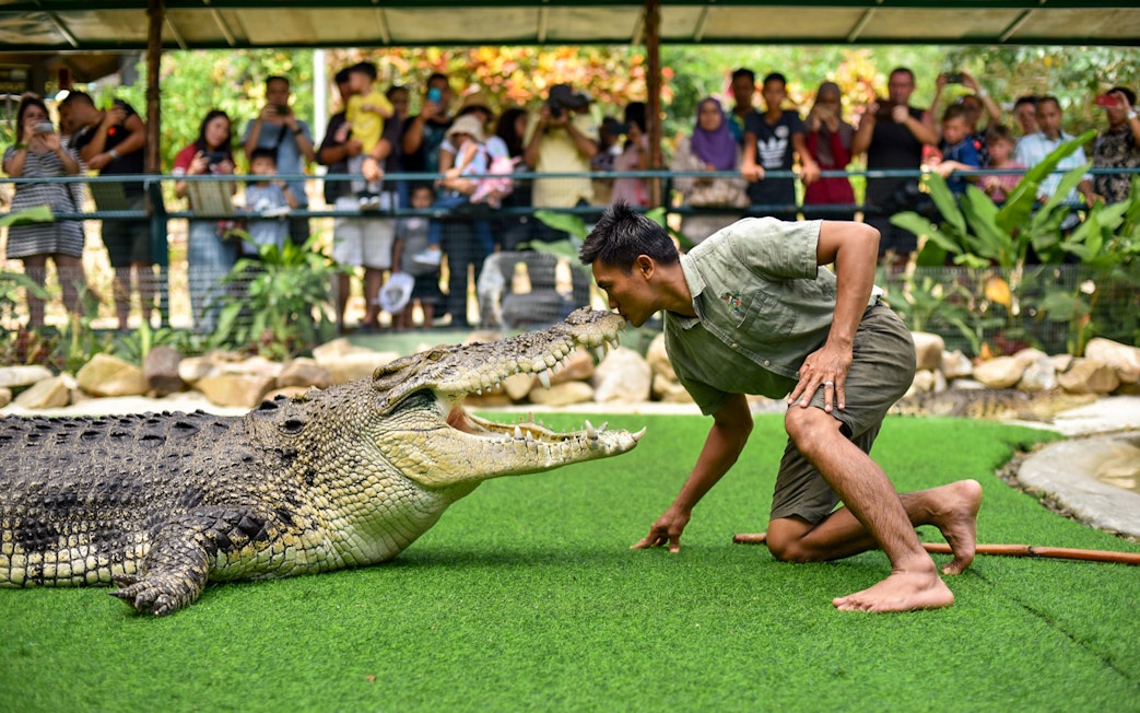 Trainer interacting with a crocodile at Crocodile Adventureland Langkawi, with visitors watching.