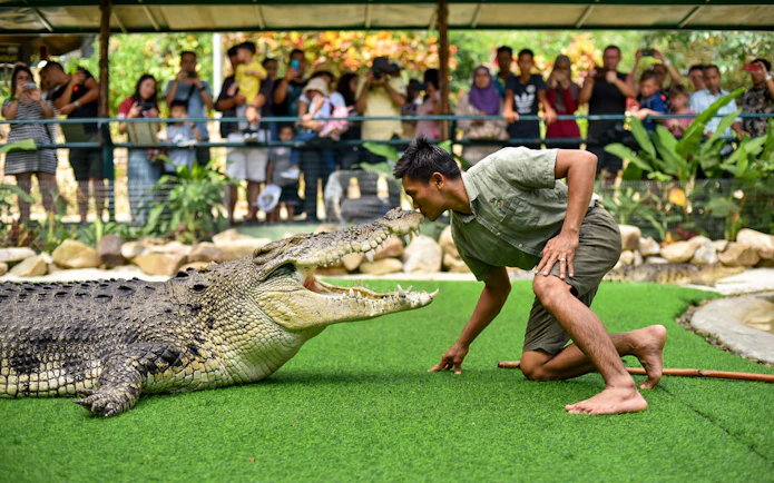 Trainer interacting with a crocodile at Crocodile Adventureland Langkawi, with visitors watching.