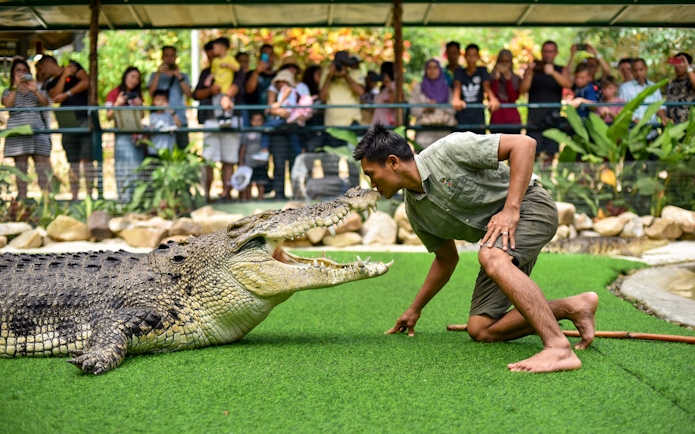 Trainer interacting with a crocodile at Crocodile Adventureland Langkawi, with visitors watching.